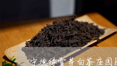 宁德绿雪芽白茶庄园图片/2023102491404