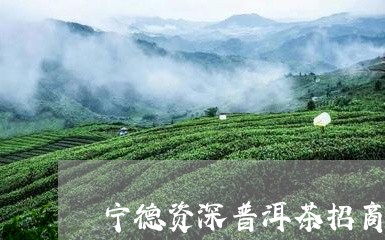 宁德资深普洱茶招商部/2023092591835