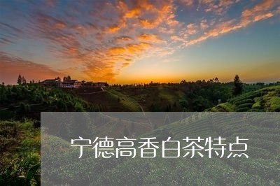 宁德高香白茶特点/2023061818248