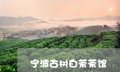 宁波古树白茶茶馆/2023061880303