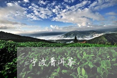 宁波普洱茶/2023090607179