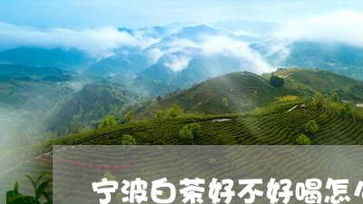 宁波白茶好不好喝怎么看/2023102404836