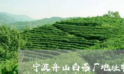 宁波舟山白茶厂地址电话/2023102457291