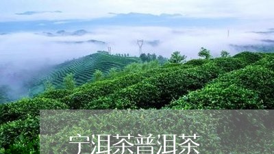 宁洱茶普洱茶/2023042845736