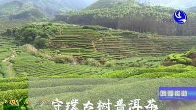 守璞古树普洱茶/2023102693029