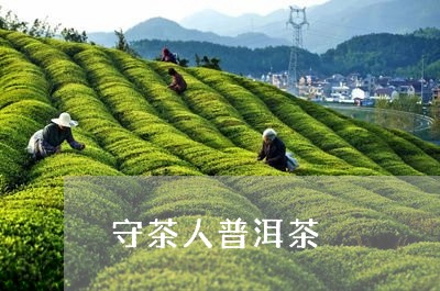 守茶人普洱茶/2023042789231