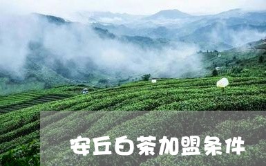 安丘白茶加盟条件/2023061882517