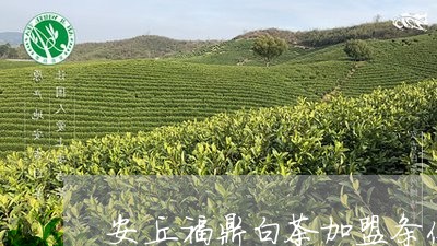 安丘福鼎白茶加盟条件/2023093045182