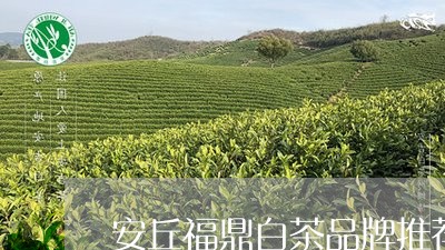 安丘福鼎白茶品牌推荐一下/2023111549573