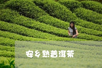 安乡熟普洱茶/2023042757437