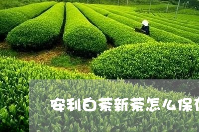 安利白茶新茶怎么保存/2023093073840