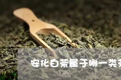 安化白茶属于哪一类茶树/2023101715958