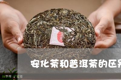 安化茶和普洱茶的区别/2023080304706