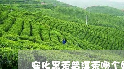 安化黑茶普洱茶哪个好/2023063005047