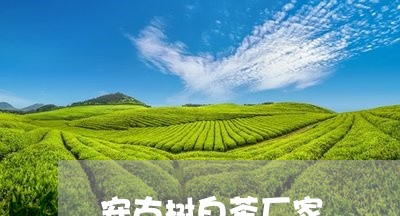 安古树白茶厂家/2023061338593