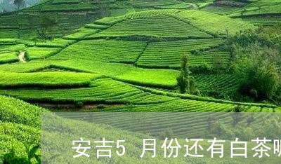 安吉5月份还有白茶嘛/2023092727375