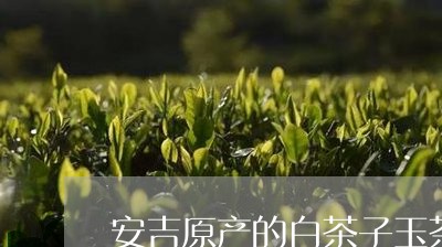 安吉原产的白茶子玉茶厂/2023101704704