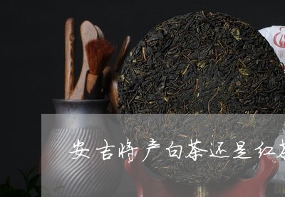 安吉将产白茶还是红茶多/2023102467182