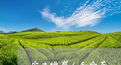 安吉恒盛人和白茶/2023061838250