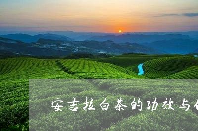 安吉拉白茶的功效与作用/2023102494027