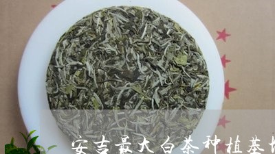 安吉最大白茶种植基地/2023092972826