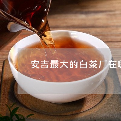 安吉最大的白茶厂在哪里/2023102493704