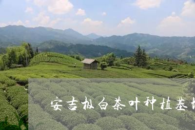 安吉极白茶叶种植基地/2023092965938