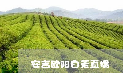 安吉欧阳白茶直播/2023061896938