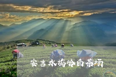 安吉水坞岭白茶场/2023061820582