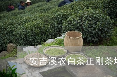 安吉溪农白茶正刚茶场/2023092929382