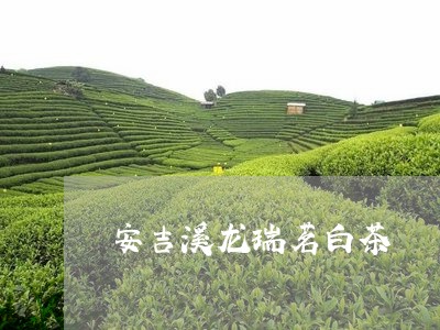 安吉溪龙瑞茗白茶/2023061896371