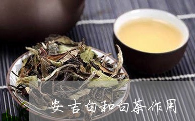 安吉白和白茶作用/2023061849412