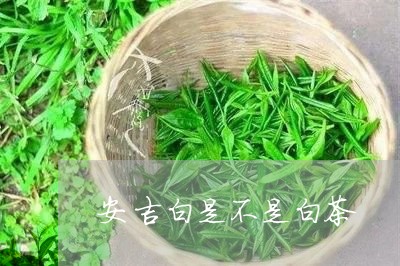 安吉白是不是白茶/2023061888171