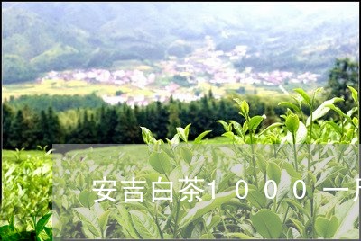 安吉白茶1000一斤/2023092720573