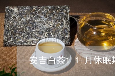 安吉白茶11月休眠期/2023092705070