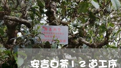 安吉白茶12道工序/2023121515958