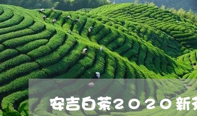 安吉白茶2020新茶春茶叶/2023111448584