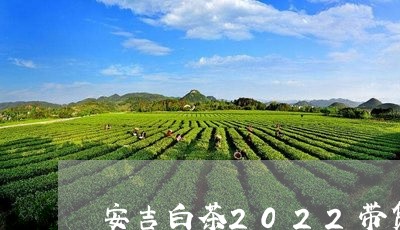 安吉白茶2022带货/2023092770715