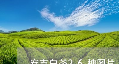 安吉白茶26种图片/2023071329270