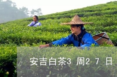 安吉白茶3周27日/2023071383603