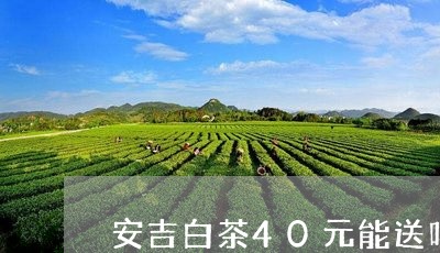 安吉白茶40元能送吗/2023092772616