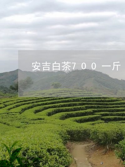 安吉白茶700一斤/2023121353715