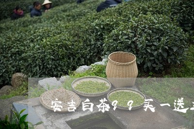 安吉白茶99买一送三/2023092724959