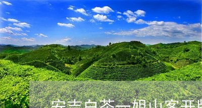 安吉白茶一姐山客开牌/2023092993847