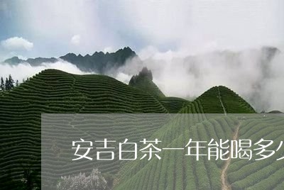 安吉白茶一年能喝多少次/2023101757281