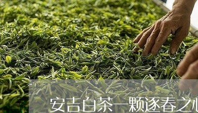 安吉白茶一颗逐春之心/2023092950370