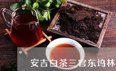 安吉白茶三官东坞林茶场/2023102459371