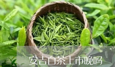 安吉白茶上市晚吗/2023092927179