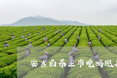 安吉白茶上市晚吗现在/2023092916247