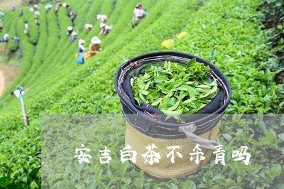 安吉白茶不杀青吗/2023061780716